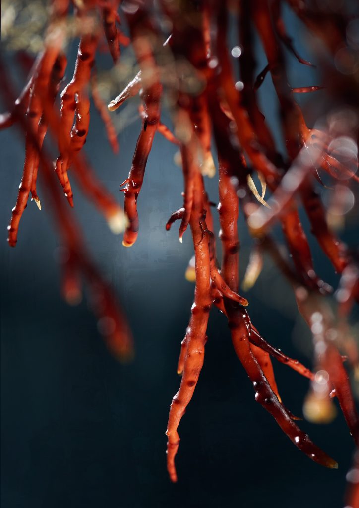Red Horn seaweed